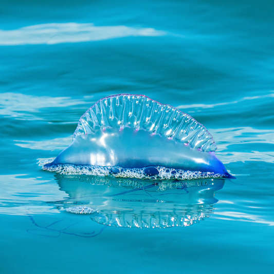 Navigating Australia's Coastal Wonders: A Guide to Beach Critters and Stings for Parents